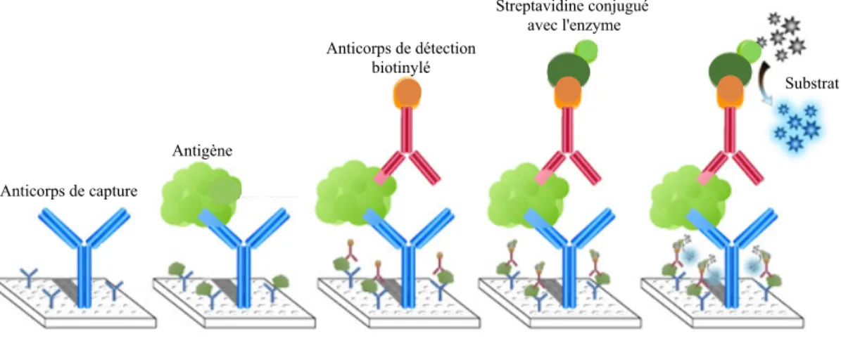 Figure 2-9 : Le schéma de la méthode immuno-enzymatique ELISA-sandwich  En  plus  de  l’ELISA  de  type  "sandwich",  il  existe  d’autres  variations  comme  l’ELISA  direct,  indirect et compétitif