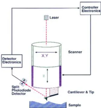 Figure  2.5  –  Schematic  illustration  of  the  operating  principle  of  an  AFM  (from  Digital  Instruments, Santa Barbara, California)