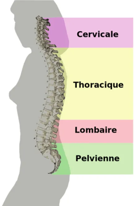Figure 2.1 Schéma de la colonne vertébrale. Tiré de https://commons.wikimedia.org/ wiki/File:Spinal_column_curvature-fr.svg