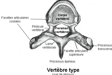 Figure 2.2 Schéma et anatomie d’une vertèbre. Tiré de https://commons.wikimedia.org/ wiki/File:Vert%C3%A8bre_type.png