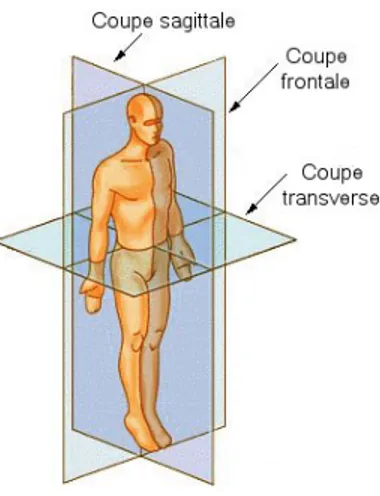 Figure 2.3 Terminologie : indice 3D clinique. Tiré de https://commons.wikimedia.org/ wiki/File:Coupe_anatomie.jpg
