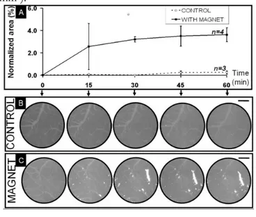 Figure 2. Analysis of overall magnetoliposomes accumulation  within the field of view