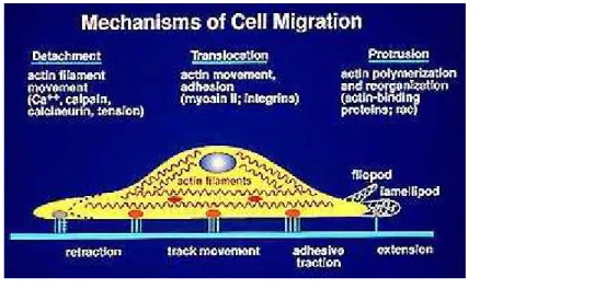 Figure 42. Le mécanisme de migration cellulaire, D’après Horwitz. 