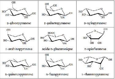 Figure II.22: Principaux sucres constitutifs rencontrés dans les saponines  II.3.3 Propriétés pharmacologiques des saponines 