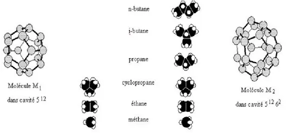 Figure 2.3 : Géométrie des deux cavités  5 12   et 5 12 6 2  avec les différentes molécules ayant une  taille suffisamment petite pour s’y incorporer