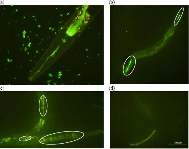 Figure  4.2:  (a)  E.  coli  OP50  –  GFP  (green  fluorescence)  observed  inside  a  C