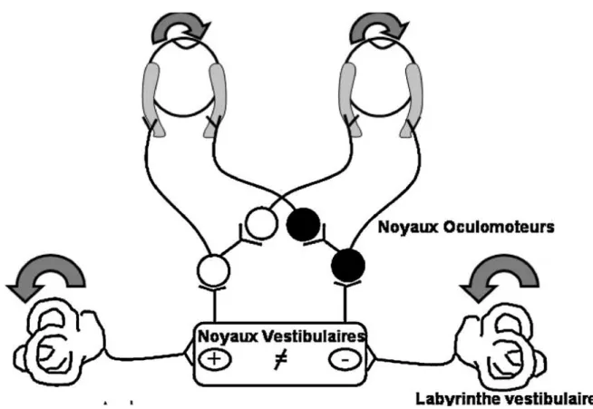Figure  2.4 :  Les  réflexes  vestibulo-oculaires  produisent  des  mouvements  oculaires  compensateurs, de vitesse est proportionnelle à la vitesse du déplacement de la tête, de  direction opposée (Tilikete et Vighetto 2009a) 