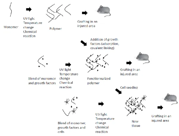 Fig 1. Hydrogel fabrication and application 