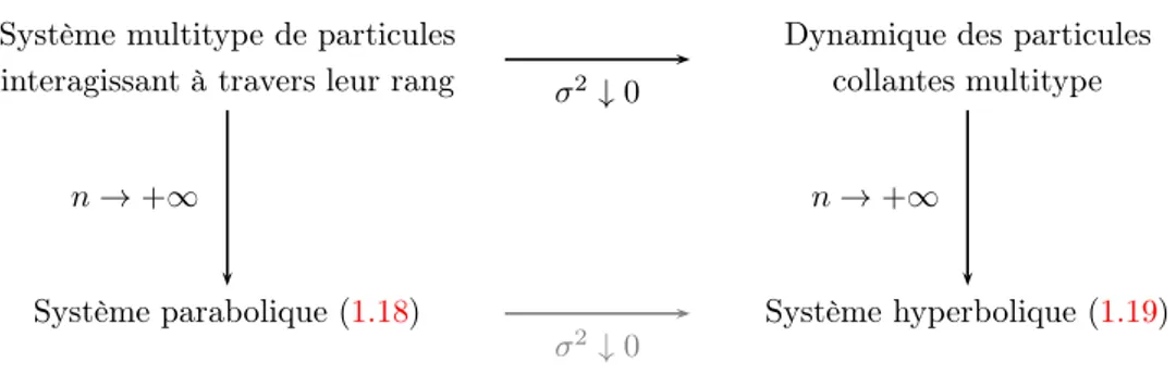 Figure 1.5 – Liens formels entre système multitype de particules interagissant à travers leur rang, dynamique des particules collantes et systèmes paraboliques ( 1.18 ) et hyperboliques ( 1.19 )
