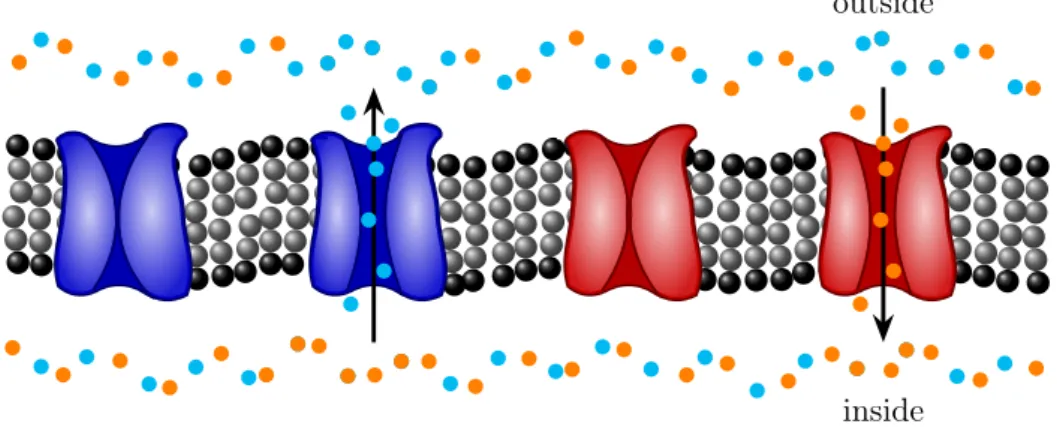 Figure 1 – Two types of selective ion channels across the lipid bilayer membrane of an excitable cell