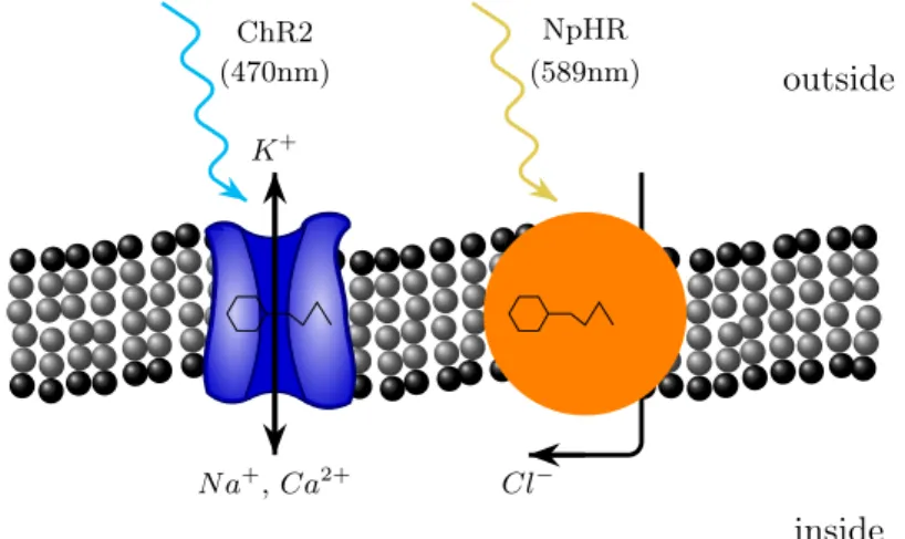Figure 4 – Two types of selective ion channels across the lipid bilayer membrane of an excitable cell