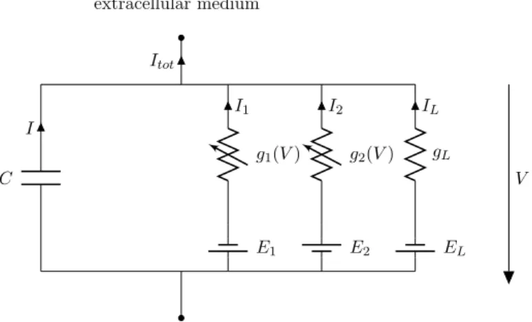 Figure 1.2 – Equivalent circuit for a conductance-based model with two types of channels