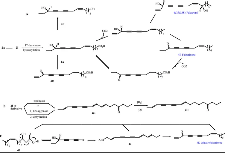 Figure I.3.3 La biosynthèse de falcarinol et ses dérivés 