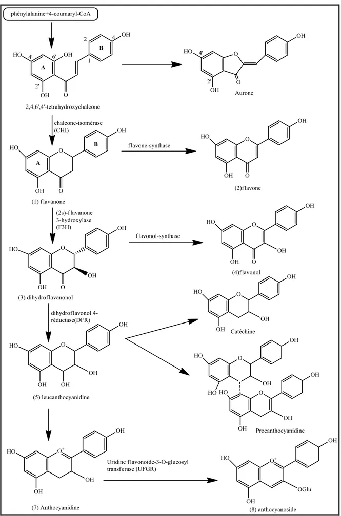 Figure I.3.3  Biosynthèse des flavonoides 