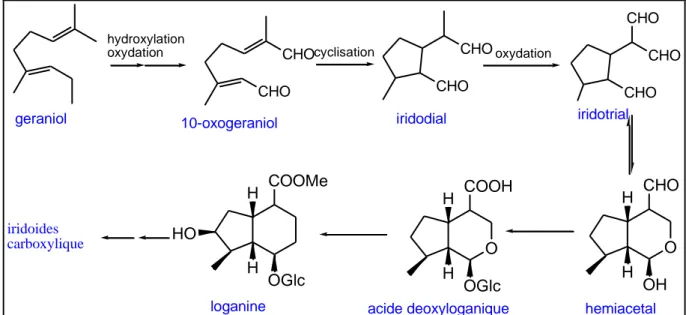 Figure II.4.1 : Biosynthèse de la loganine 