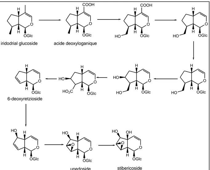 Figure II.4.2 : Biosynthèse des iridoïdes 