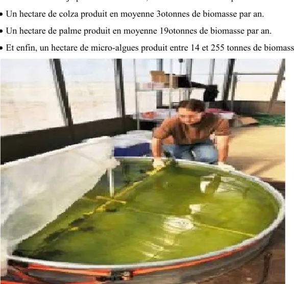 Figure 1.6 Algues cultivés dans des eaux usées  