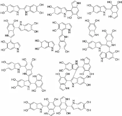 Figure 1.2: Various oligomers obtained from the oxidation and polymerization of DHI monomers  [37]