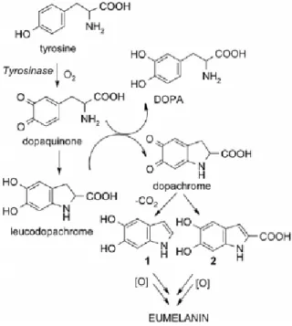 Figure 1.4 : Synthesis of 5,6-dihydroxyindoles (1 and 2, i.e. DHI and DHICA) by the oxidative  metabolism  of  tyrosine  and  their  role  in  the  biosynthesis  of  eumelanins  as  it  takes  place  in  the  human body [44]