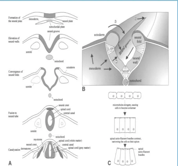 Figure 2:Neurulation primaire (Van der put et al., 2001). 