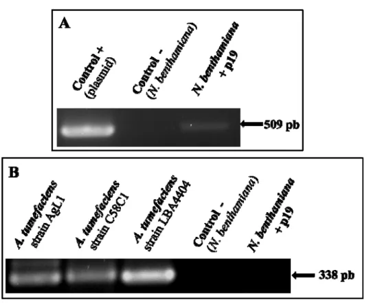 Figure 4.1. Validation of the established N. benthamiana cell line expressing the viral  suppressor p19