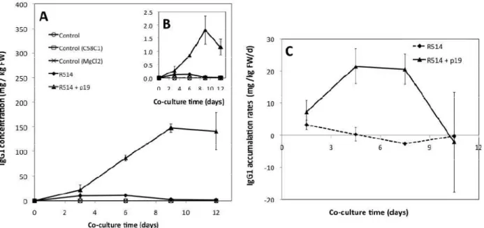 Figure 4.2 Concentration and accumulation rate of cellular IgG1 in agroinfiltrated N. 