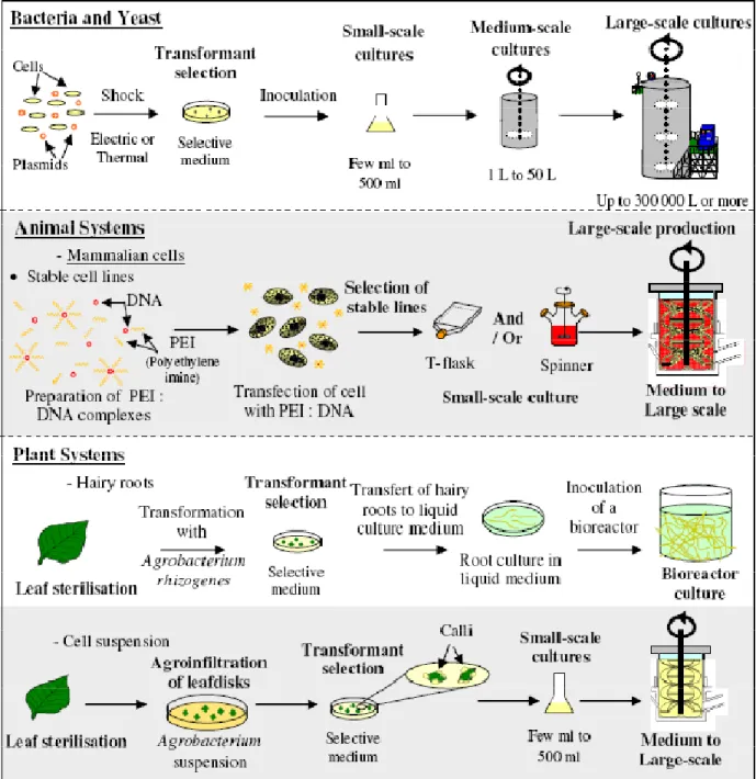 Figure 2.2 Description of the development and scale-up steps for the major in vitro platforms 