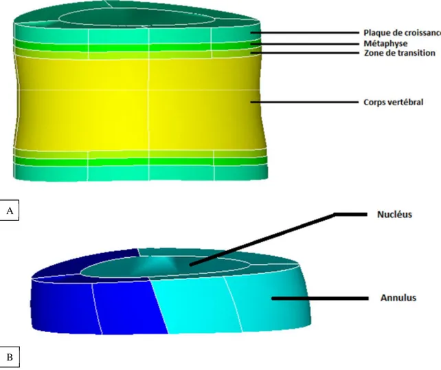 Figure 3-2 : Modélisation géométrique A) d’une vertèbre et B) d’un disque intervertébral dans le modèle