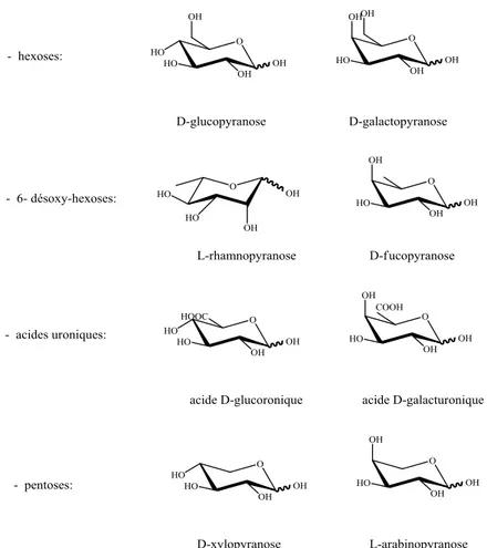 Figure II.11 : Différents squelettes des oses  II-3-3 Distribution de saponines 