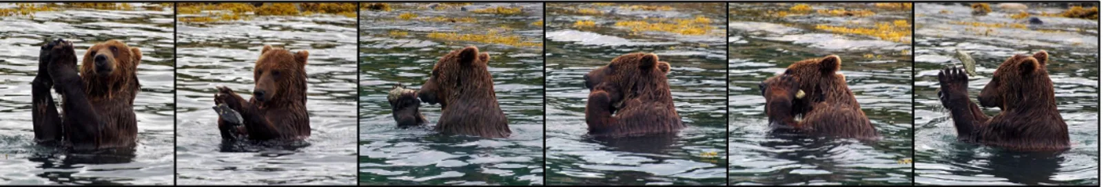 Figure 2. Series of photographs of a brown bear using a stone to scratch parts of his body,  adapted from Deecke (Animal Cognition, 2012), University of Cumbria.