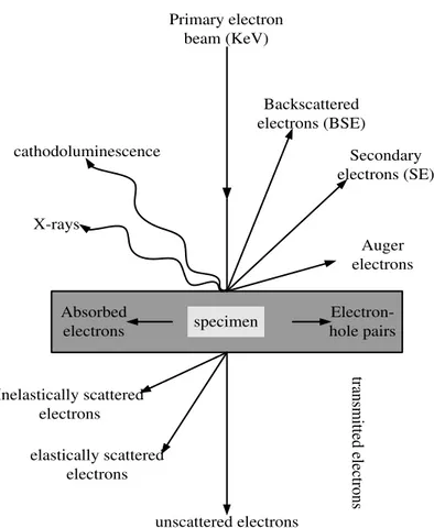 Figure 2-3. Schematic diagram of signals generated due to electron beam interaction  with bombarded specimen