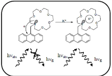 Figure II-5.  Sonde détectant le potassium par suppression de transfert d’électron  photoinduit [60] 