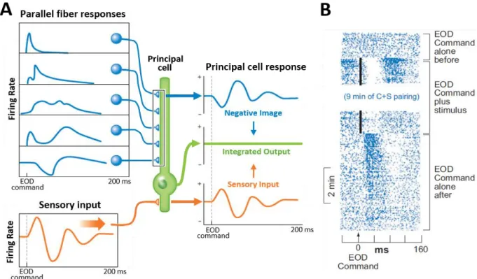 Figure 1.1. Negative image formation in the cerebellar-like structures of active  electrosensory organs.