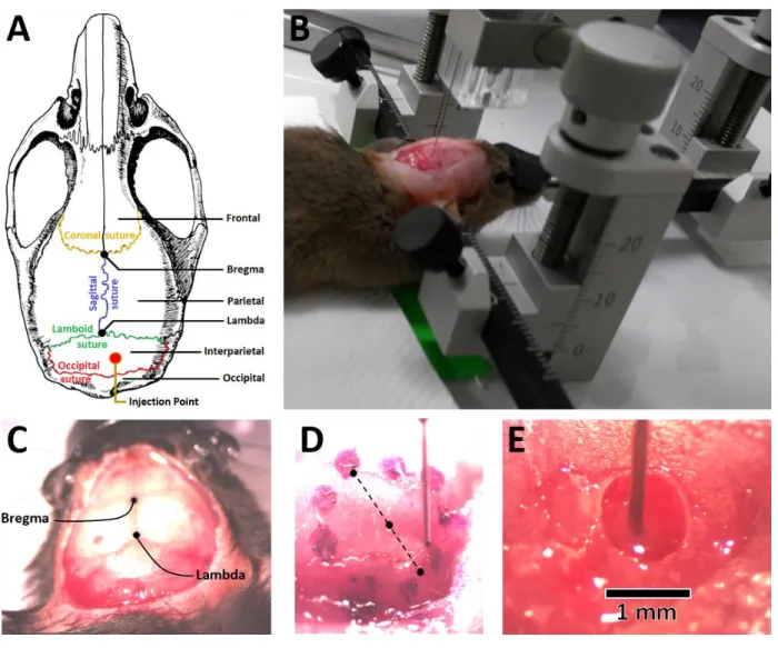 Figure 2.2. Viral injections on mice. 