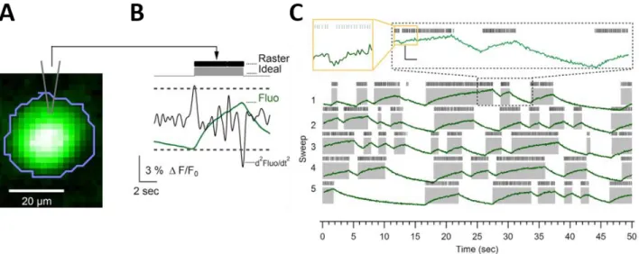 Figure 3.1. Somatic calcium dynamics relay the simple spike activity  of Purkinje cells in slices