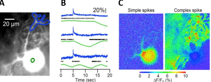 Figure 3.3. Comparison of Complex vs Simple Spike calcium signals in the Purkinje cell  soma