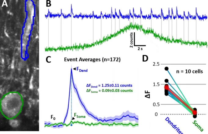 Figure 3.6. Somatic vs. Dendritic Ca 2+  images with GCaMP6f in anesthetized animals. 