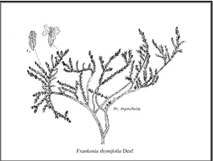 Figure I-2 : Frankenia thymifolia Desf. d’aprés Ozenda 