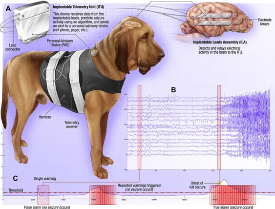 Figure 1.3 NeuroVista ambulatory monitoring device’s implantation in dogs with naturally  occurring focal epilepsy [38]