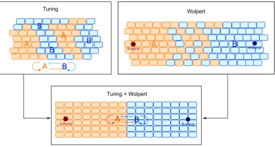 Figure 4.1: Different Models of cell differentiation: Pure gene competition with small diffusion in the ab- ab-sence of spatial cues classically yields to Turing patterns composed of unpredictable abutting territories, while the PI model shows a fixed glob