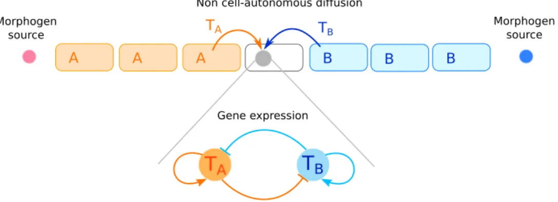 Figure 4.2: Schematic description of the model of neural differentiation: TF synthesis is driven by external morphogens organized along gradients (that form through diffusion from different morphogen sources) and by the dynamical competition of gene expres