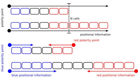 Figure 1.4: The FFM in a size invariant and a non size invariant context. The coloured dots correspond to the polarity points and the arrows to the direction of PI