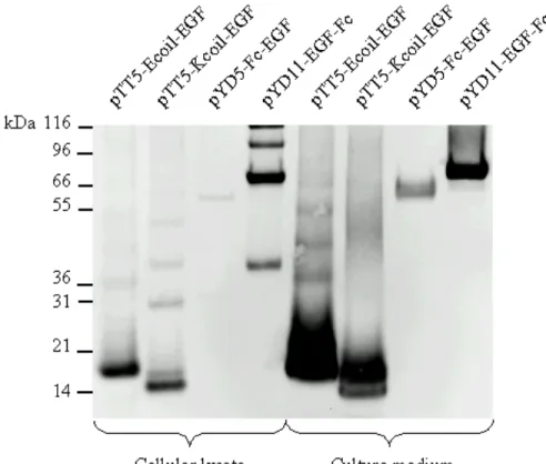 Figure 3.2 : Small-scale expression of tagged EGF in 293-6E cells. 
