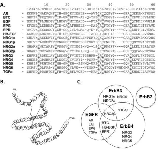 Figure 1.1 : La famille de EGF. 