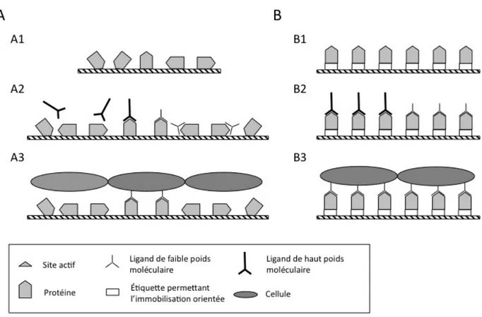 Figure 1.6 : Schématisation et comparaison des différentes stratégies permettant le greffage  de protéines