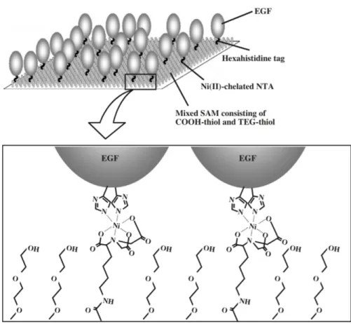 Figure  1.7  :  Représentation  schématique  de  l'immobilisation  orientée  de  EGF-His  sur  un  support majoritairement constitué d'une matrice Ni-NTA (d’après (Nakaji-Hirabayashi et  al