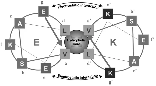 Figure 1.8 : Représentation d'Edmundson (Helical Wheel) d'un hétérodimère E/K dans un  heptade par hélice est représenté en coupe