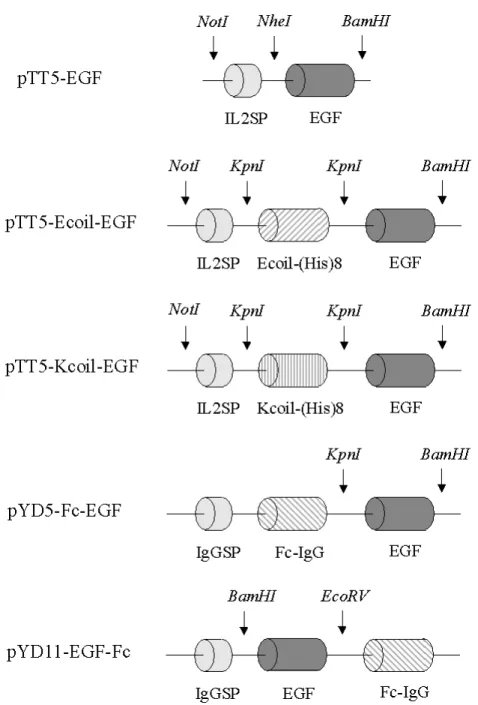 Figure 3.1 : Expression plasmids for the production of the various tagged EGFs. 