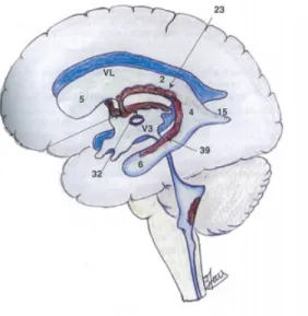 Figure 2.2 Tranche sagittale du milieu du cerveau afin de visualiser les ventricules. Adaptée avec permission de Baqué (2008) Ellipses