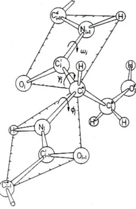 Figure 0.1.2. Conformation de deux acides aminés successifs, déterminée par les angles dièdres